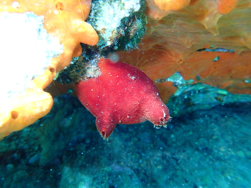 Crvena bradavičarka (Halocynthia papillosa)