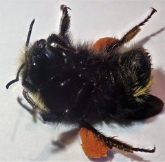 Bombus caliginosus