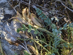 Astragalus incanus incanus