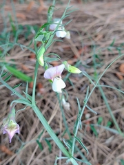 Lathyrus sativus