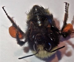Bombus caliginosus