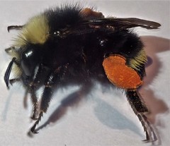 Bombus caliginosus