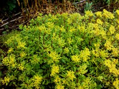 Phedimus middendorffianus