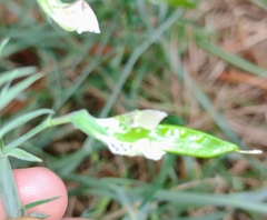 Lathyrus sativus