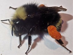Bombus caliginosus