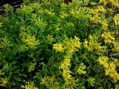 Phedimus middendorffianus