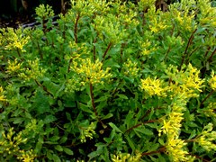 Phedimus middendorffianus