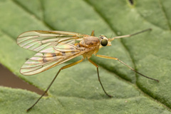 Rhagio gracilis