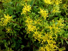 Phedimus middendorffianus