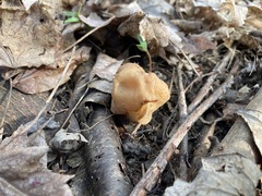 Gyromitra korfii
