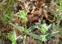 Agastache pallidiflora