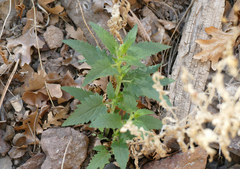 Agastache pallidiflora