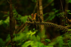 Acanthocereus oaxacensis