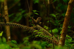 Acanthocereus oaxacensis