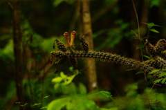 Acanthocereus oaxacensis