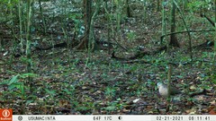 Leptotila plumbeiceps