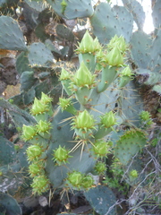 Opuntia stricta
