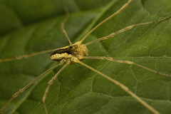 Odiellus nubivagus
