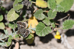 Hermannia althaeoides