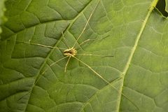 Odiellus nubivagus