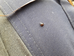 Adalia angulifera