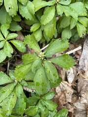 Pachysandra