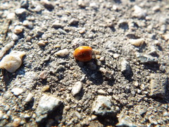 Harmonia axyridis