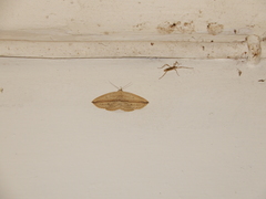 Acantholipini