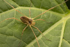 Odiellus nubivagus
