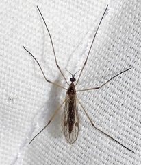 Teucholabis complexa