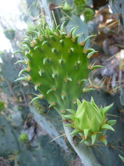 Opuntia stricta