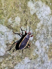 Iphita limbata