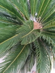 Cycas revoluta