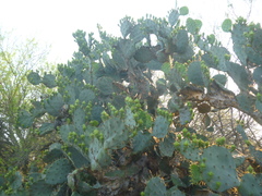 Opuntia stricta