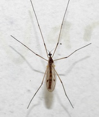 Teucholabis complexa