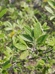 Neopringlea integrifolia