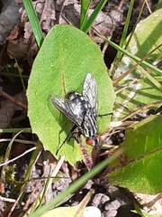 Diptera