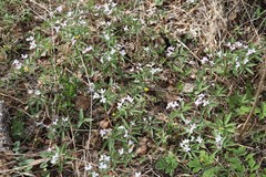 Cardamine altaica