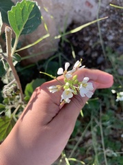 Diplotaxis erucoides