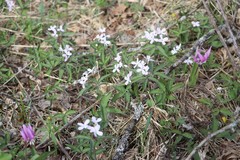 Cardamine altaica