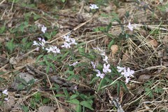Cardamine altaica