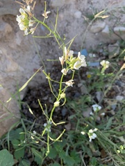 Diplotaxis erucoides