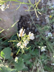 Diplotaxis erucoides