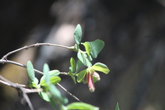 Lonicera pilosa
