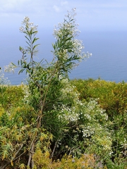 Convolvulus floridus