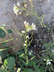 Diplotaxis erucoides