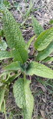 Symphytum