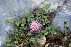 Centaurea raphanina raphanina