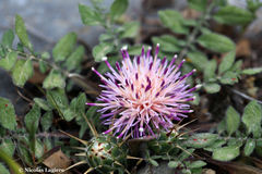 Centaurea raphanina raphanina