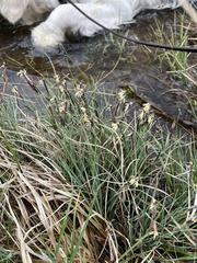 Carex panicea